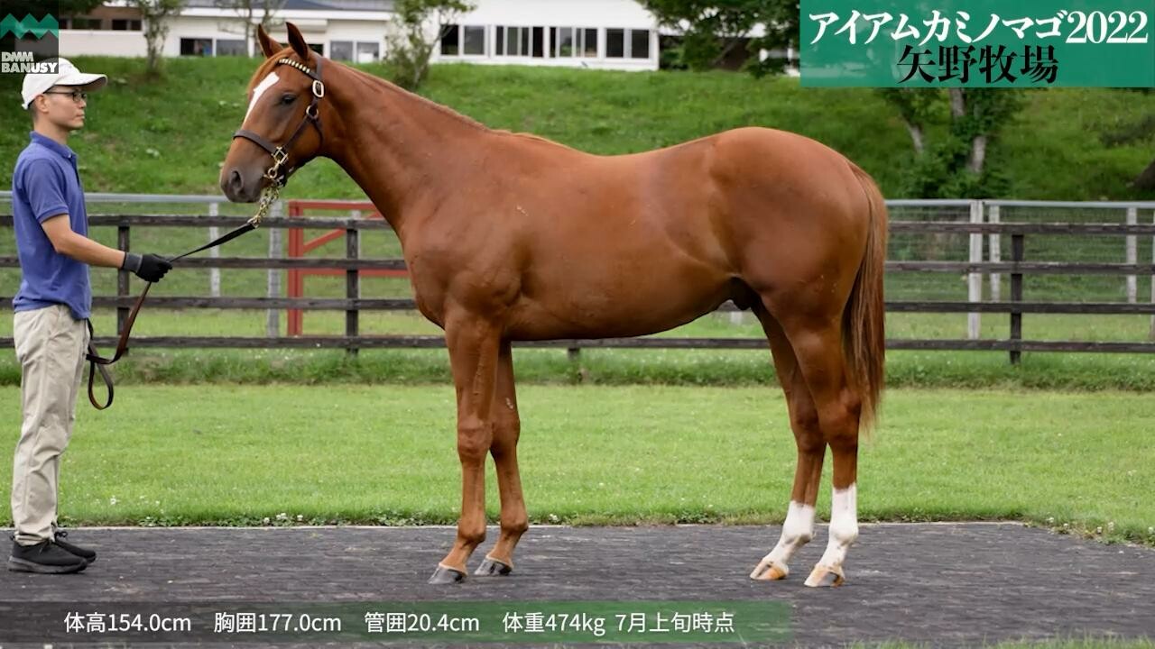 カミノレアル 7月21日撮影