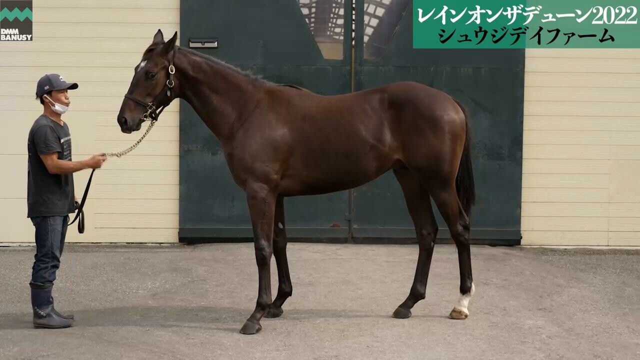 キングスコール 2023/9/26撮影：シュウジデイファーム現地視察