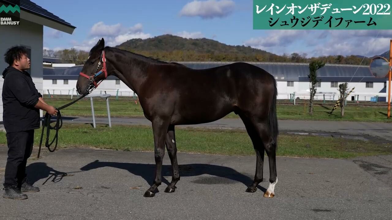 キングスコール 2023/10/23撮影：シュウジデイファーム現地視察