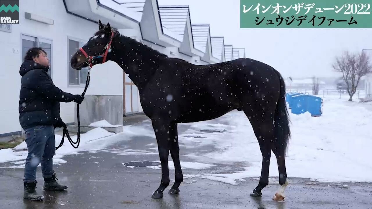 キングスコール 2023/12/16撮影：シュウジデイファーム現地視察