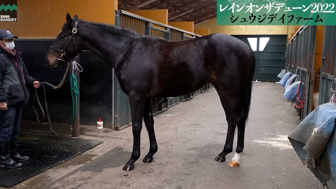 キングスコール 2024/1/25撮影：シュウジデイファーム現地視察