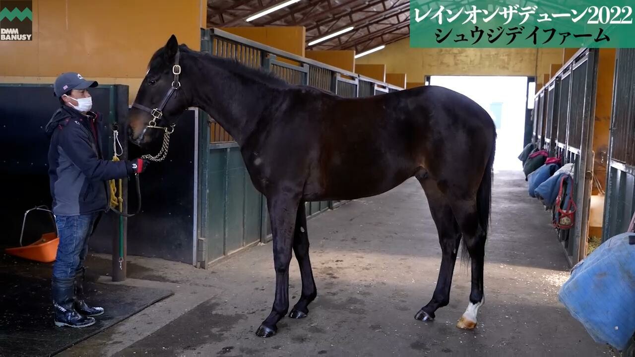 キングスコール 2024/2/16撮影：シュウジデイファーム現地視察