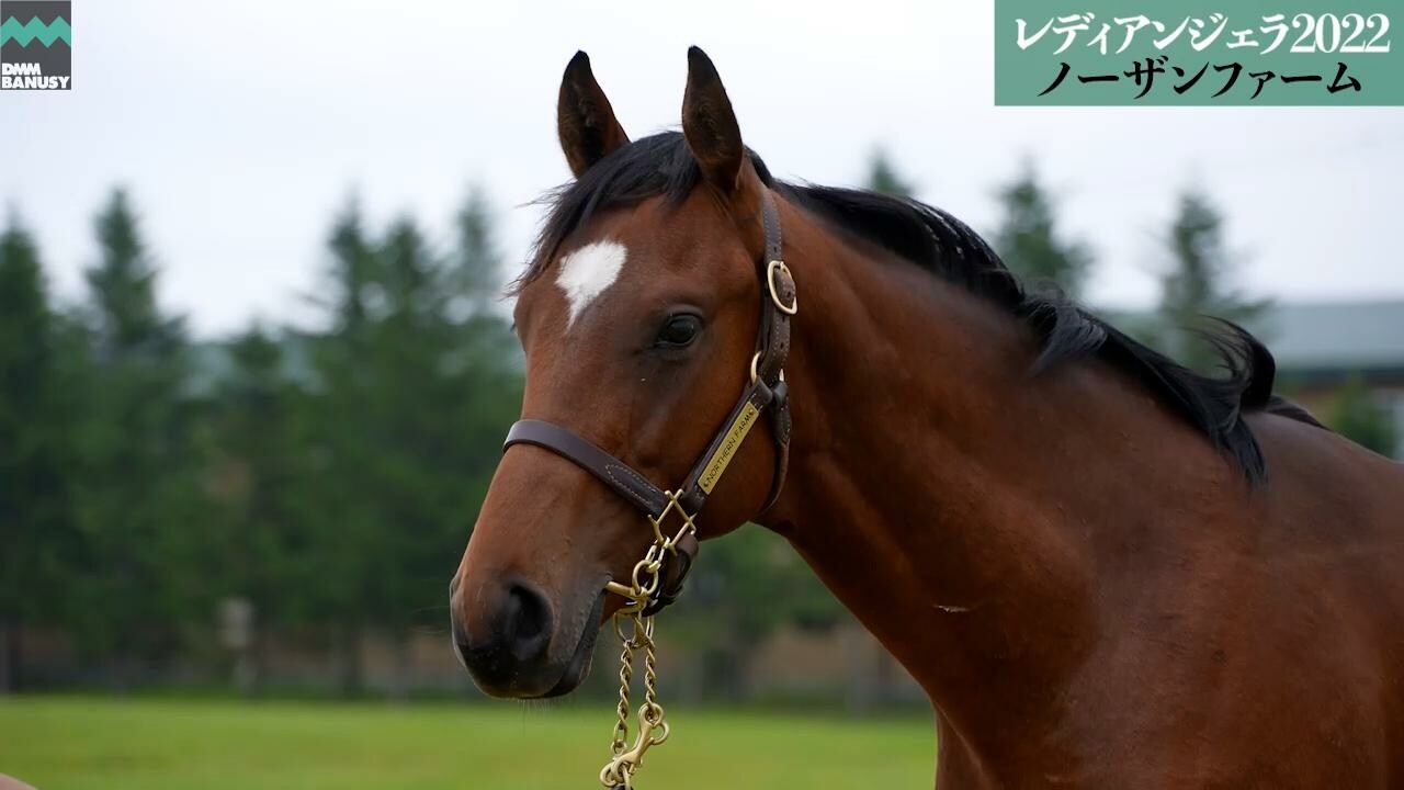 レイデアンジェロ 6月28日撮影　解説付きツアー風動画