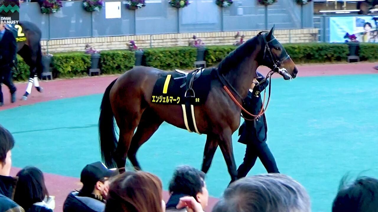 エンジェルマーク スイートピーステークスまでの道のり