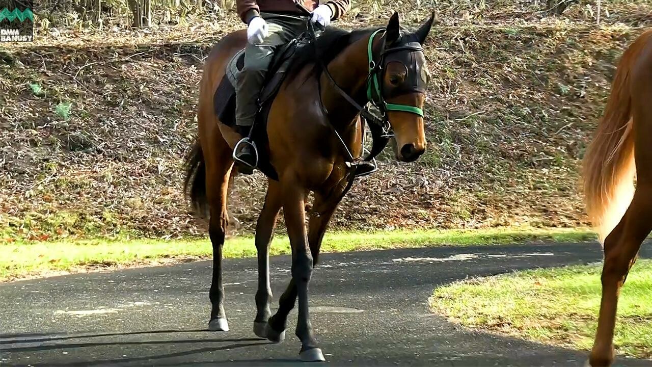 ライネリーベ デビューまでの道のり