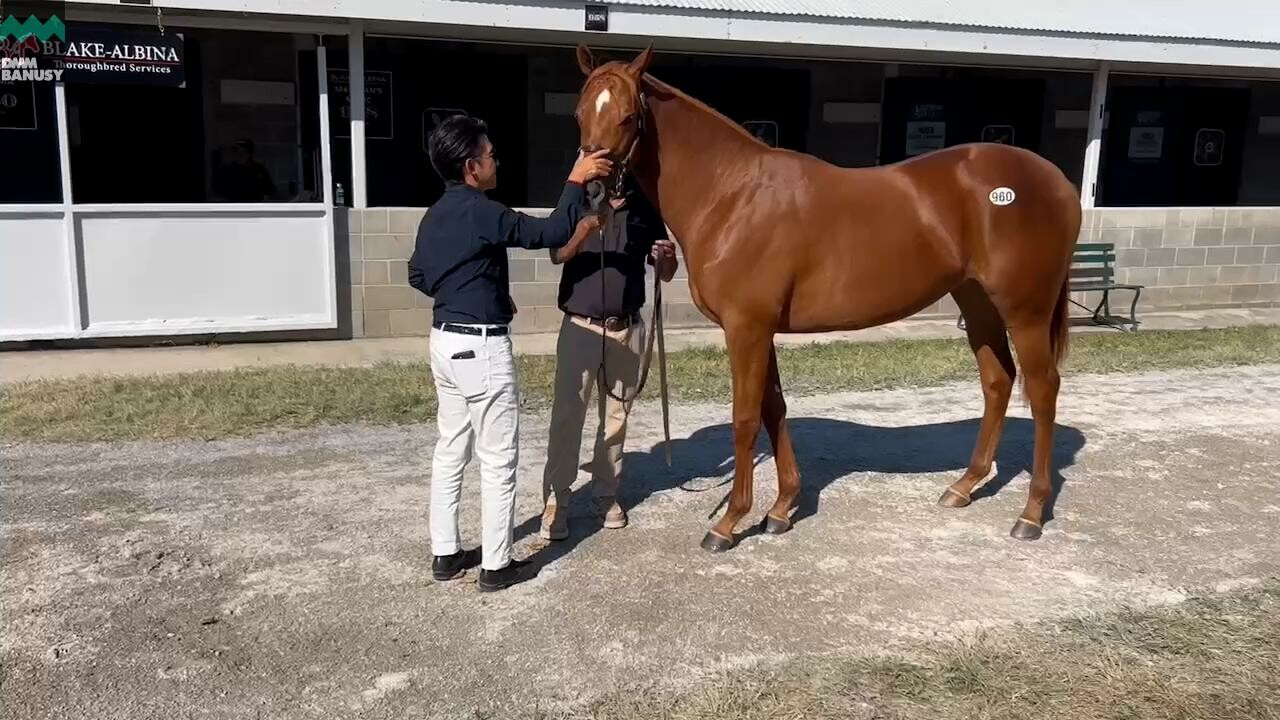 マリブオレンジ デビューまでの道のり