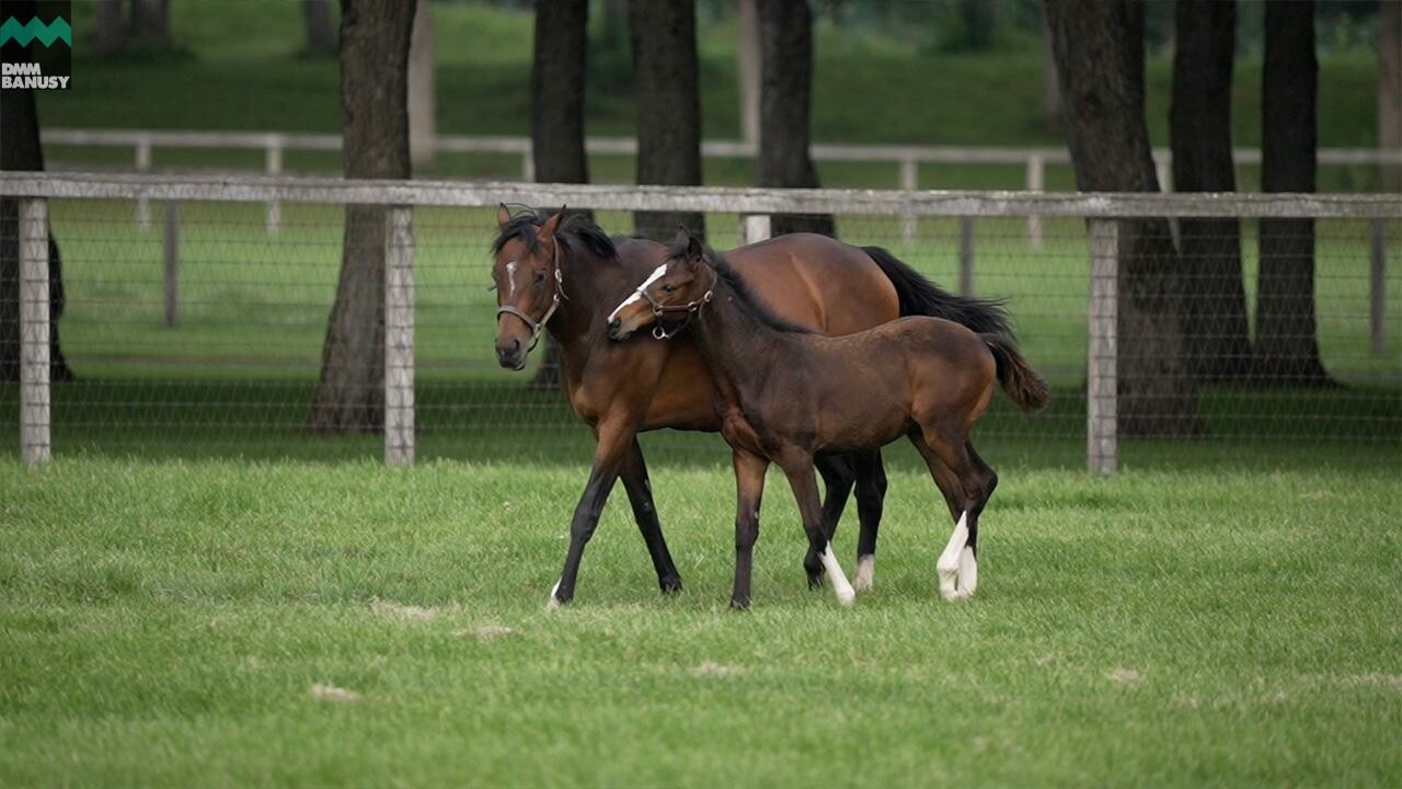 ラヴズプレミアム 母馬との別れ