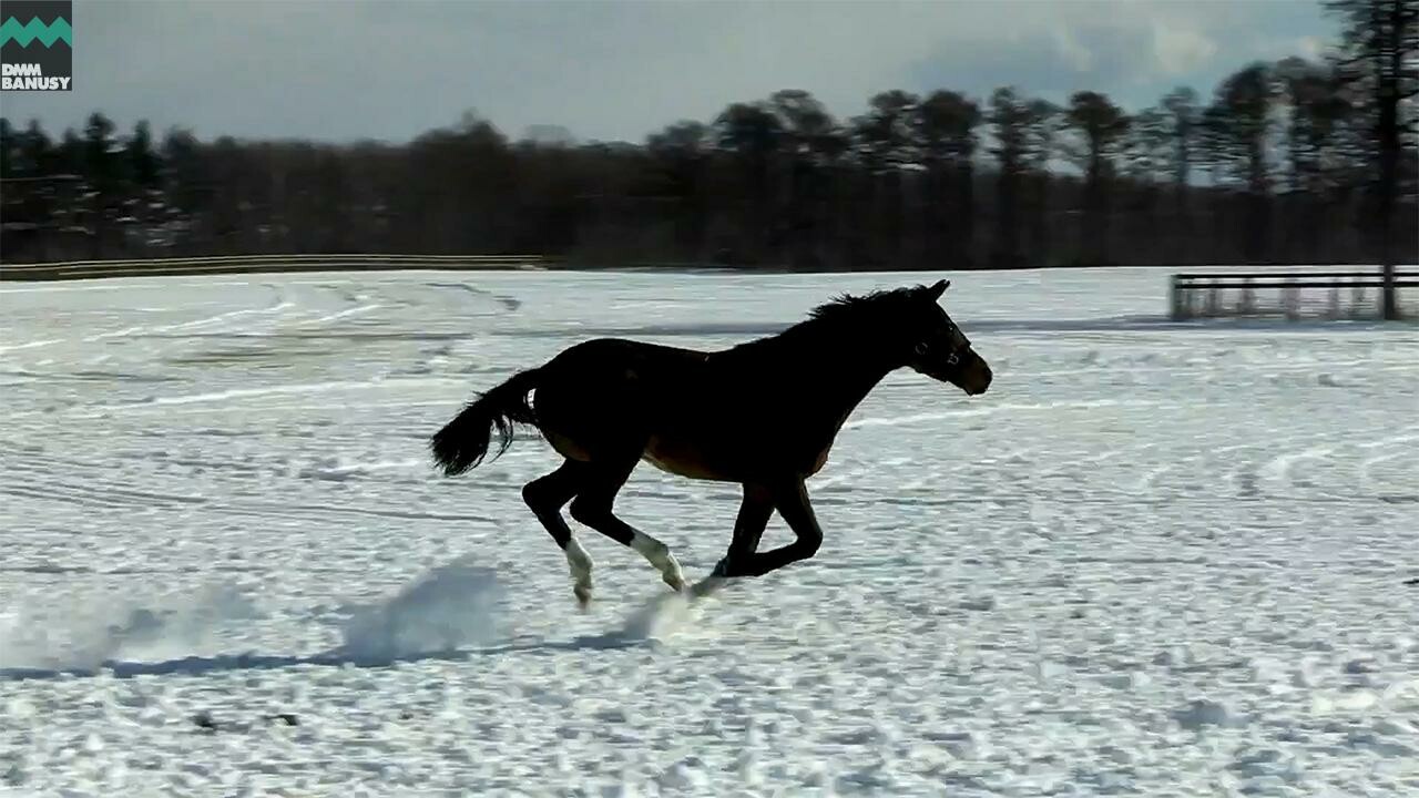 ラヴズプレミアム デビューまでの道のり