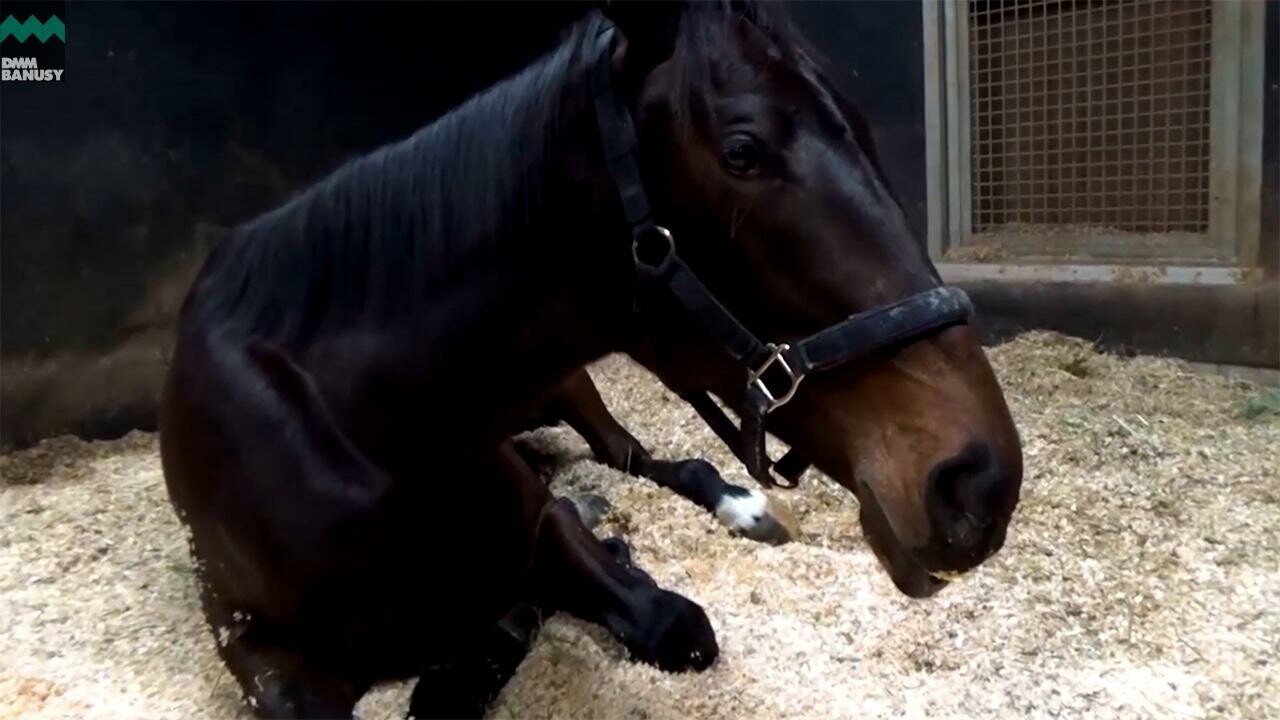 エースフライト デビューまでの道のり