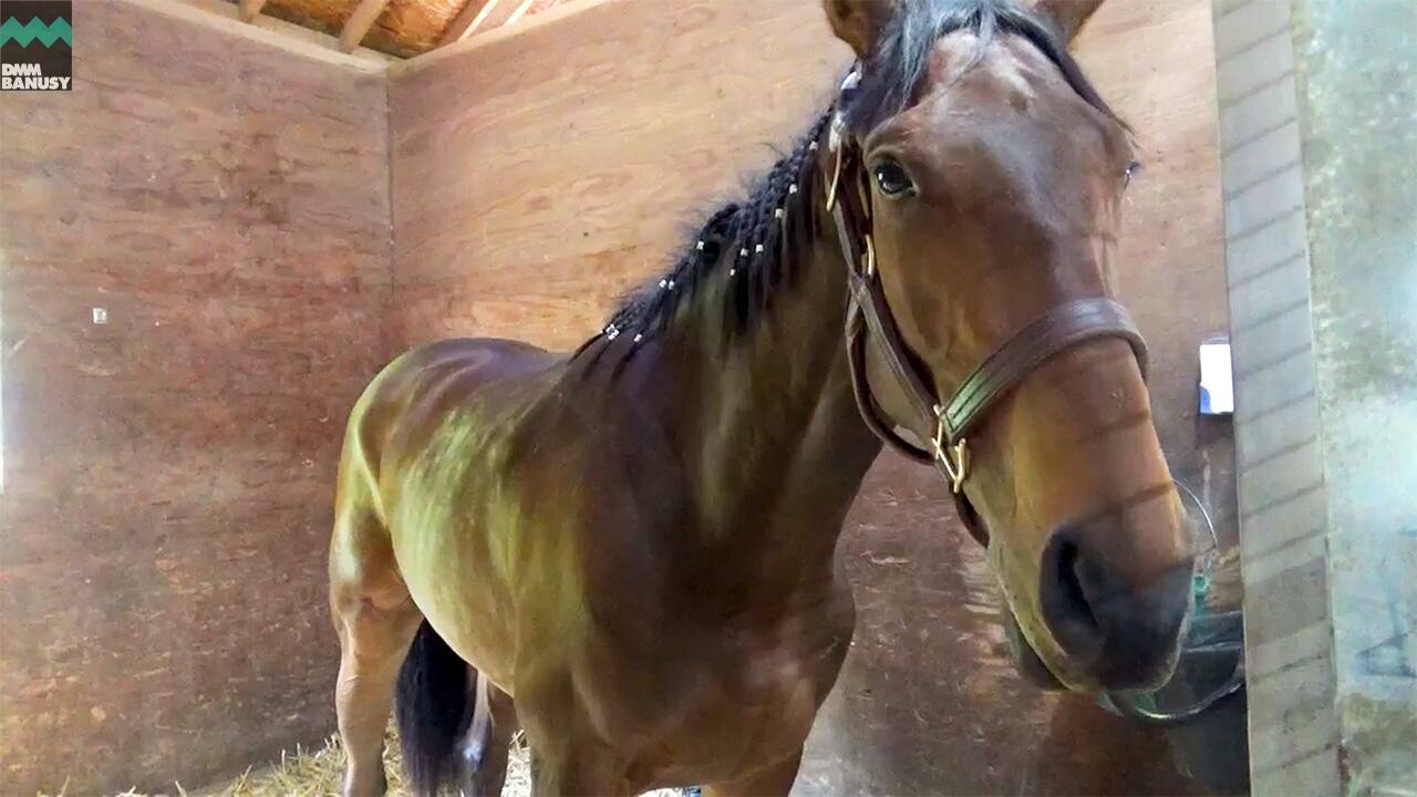 パルミエ デビューまでの道のり