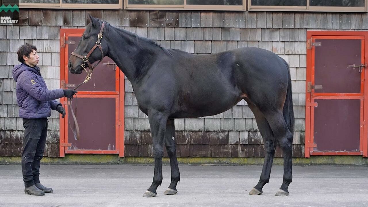 ジャストマイウェイ 2024/12/3撮影：ファンタストクラブ・木村牧場現地視察