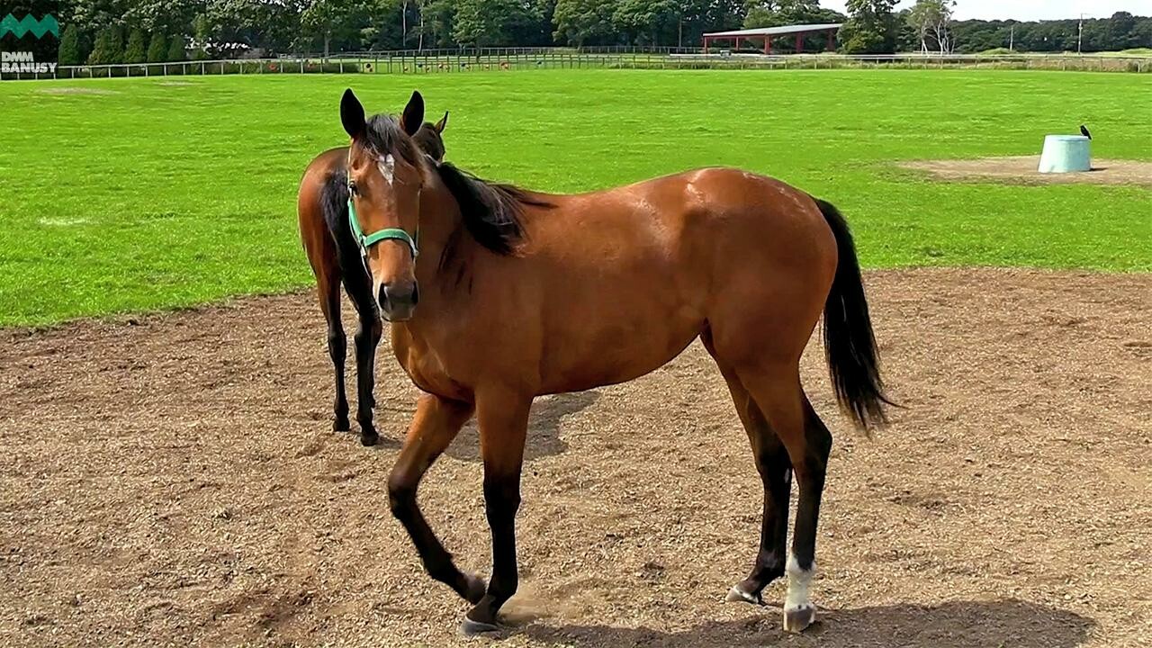 セラサイト デビューまでの道のり