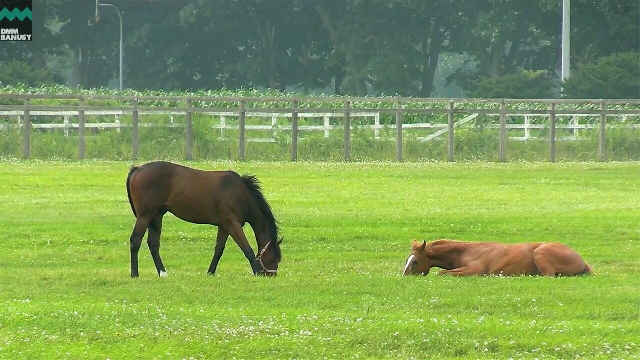 チャームドウイング デビューまでの道のり