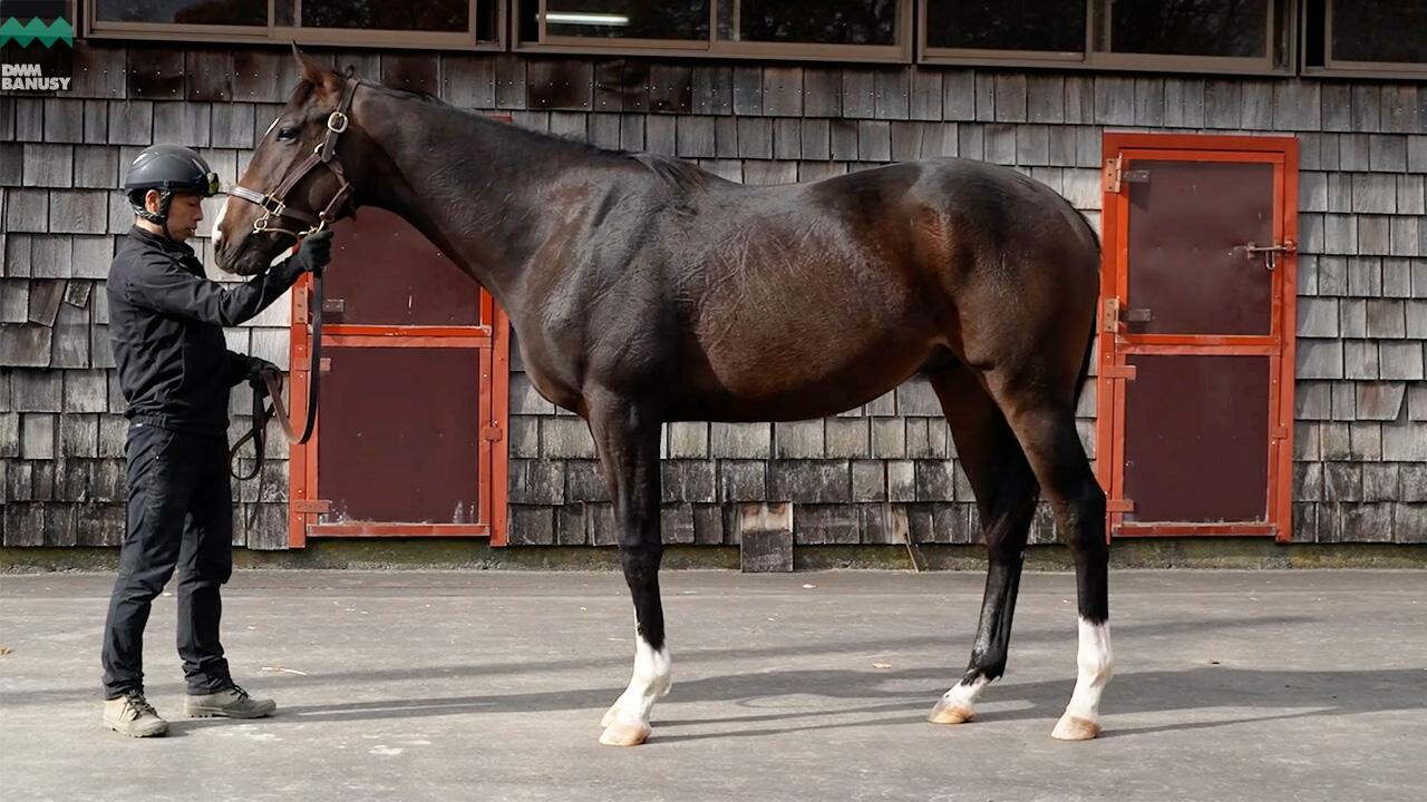 アポロフィオリーナ2023 2024/11/5撮影：ファンタストクラブ・木村牧場現地視察