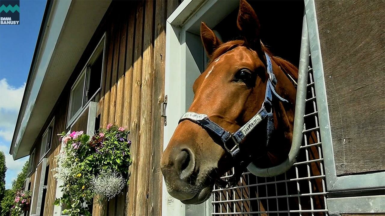 エピッククイーン デビューまでの道のり