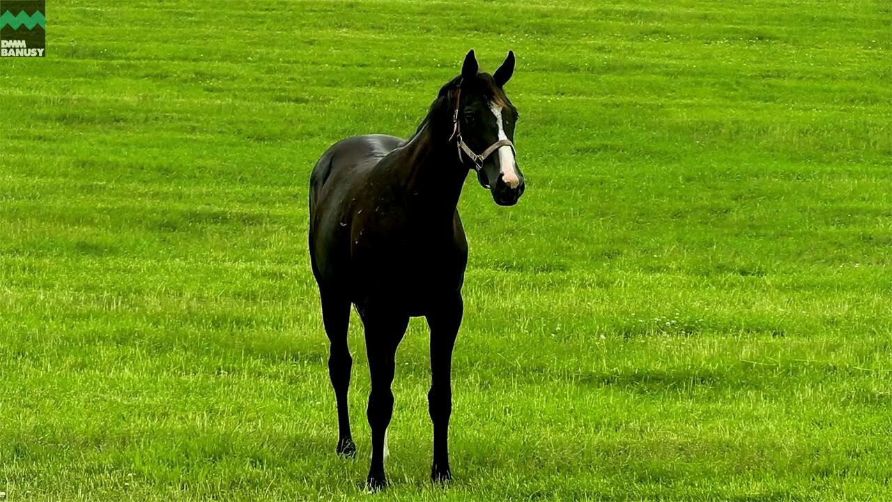 ダブルアンコール2024 PV2025