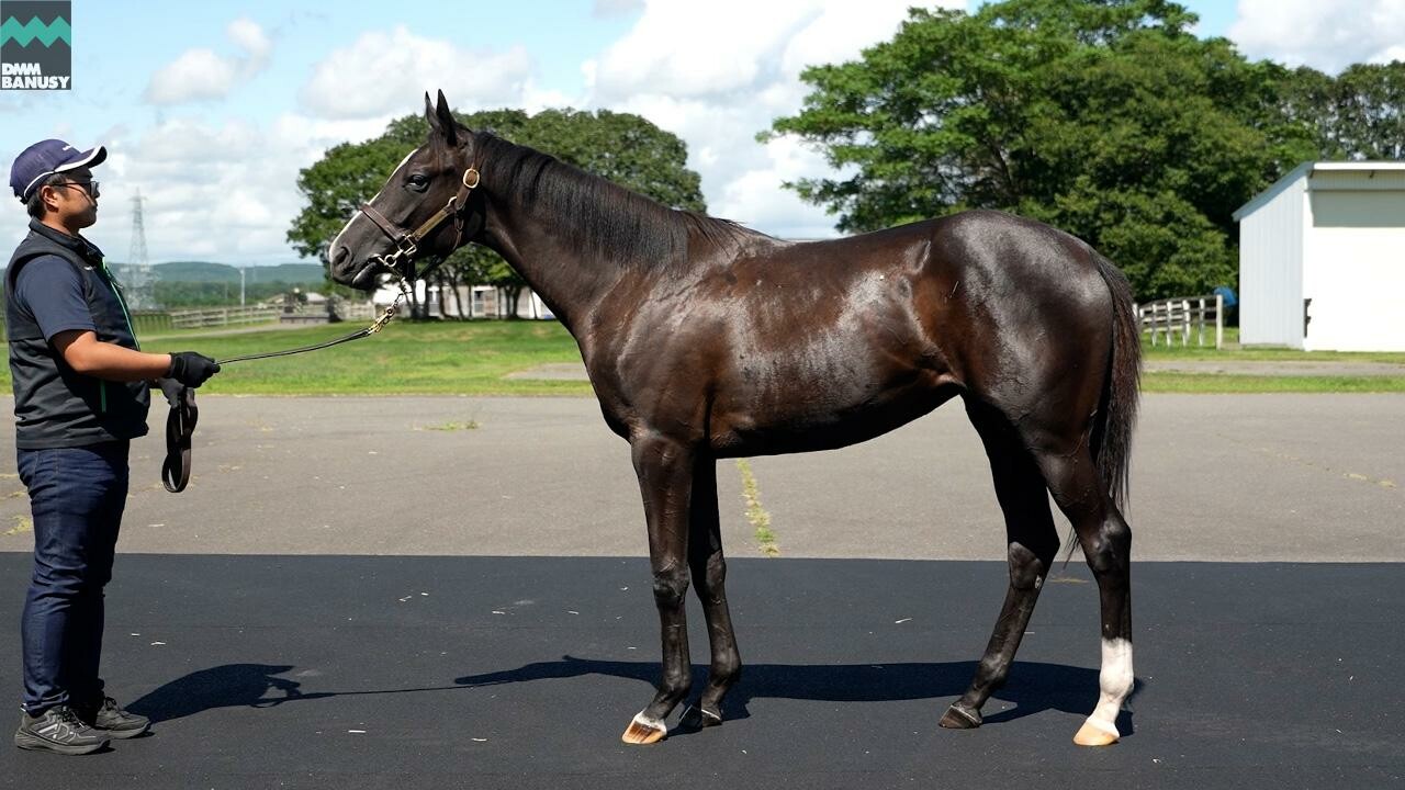 ダブルアンコール2024 2025/8/15撮影：ノーザンファーム現地視察