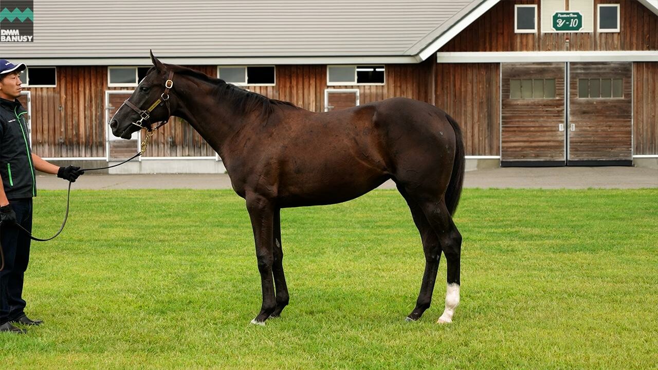 ダブルアンコール2024 2025/9/9撮影：ノーザンファーム現地視察