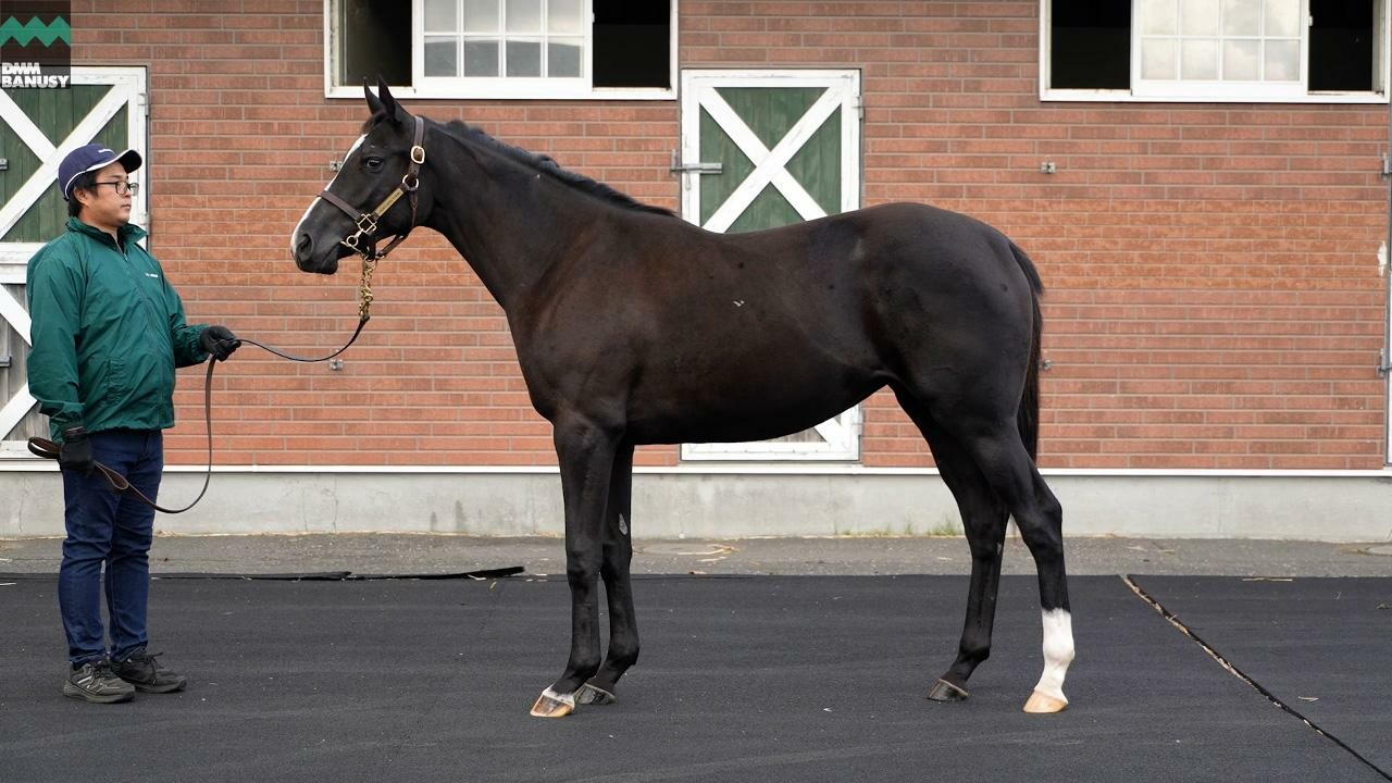 ダブルアンコール2024 2025/10/7撮影：ノーザンファーム現地視察