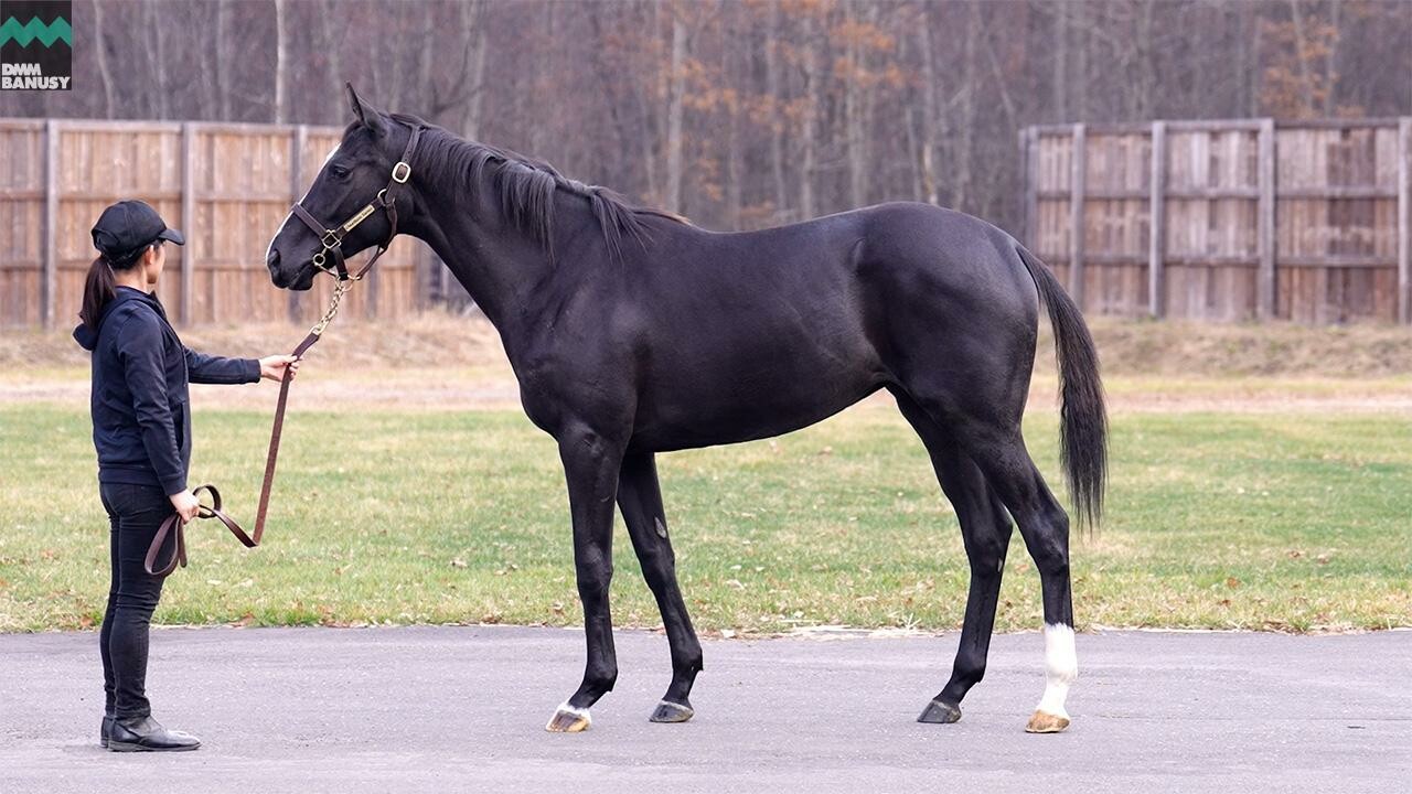 ダブルアンコール2024 2025/11/6撮影：ノーザンファーム現地視察