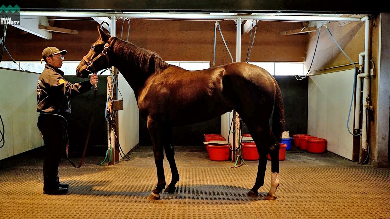 ダブルアンコール2024 2026/2/6撮影:ノーザンファーム現地視察