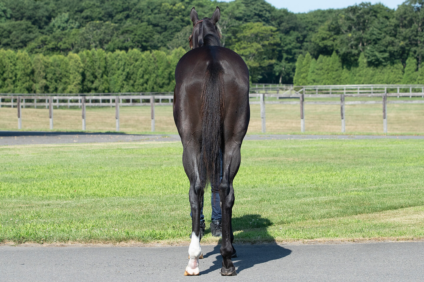 ダブルアンコール2024 馬体フォト 2025/07/25