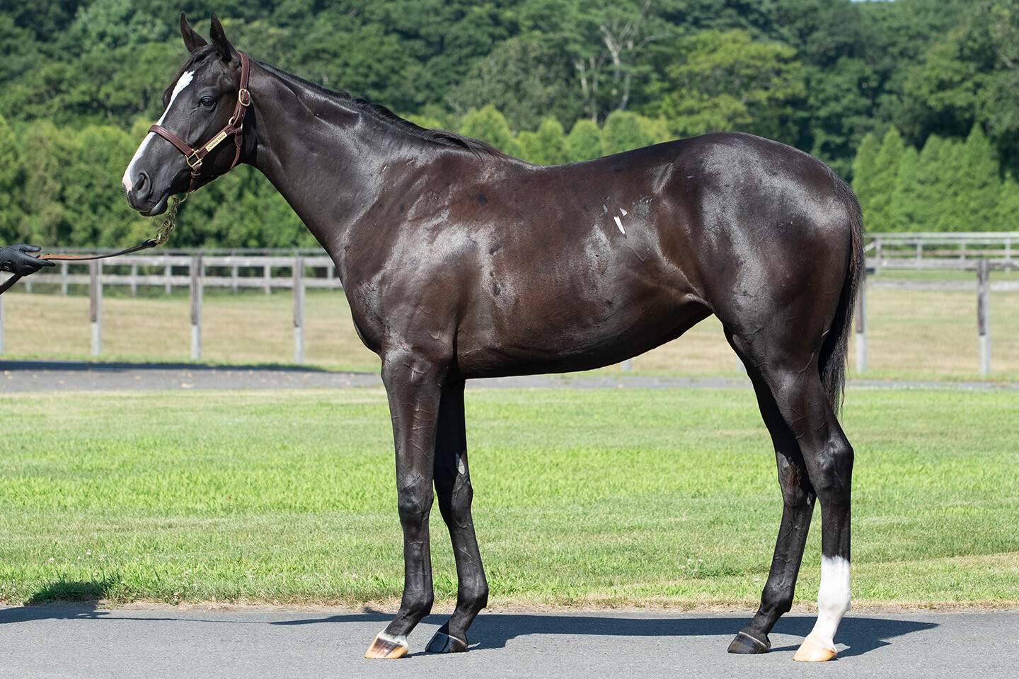 ダブルアンコール2024 馬体フォト 2025/07/25