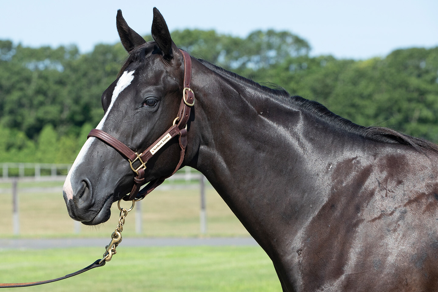 ダブルアンコール2024 馬体フォト 2025/07/25