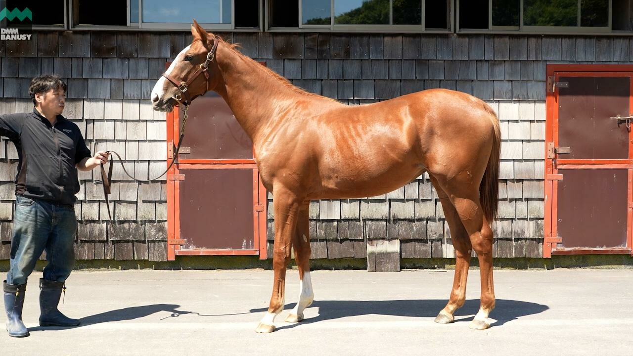 シンハリング2024 2025/8/15撮影：ファンタストクラブ・木村牧場現地視察