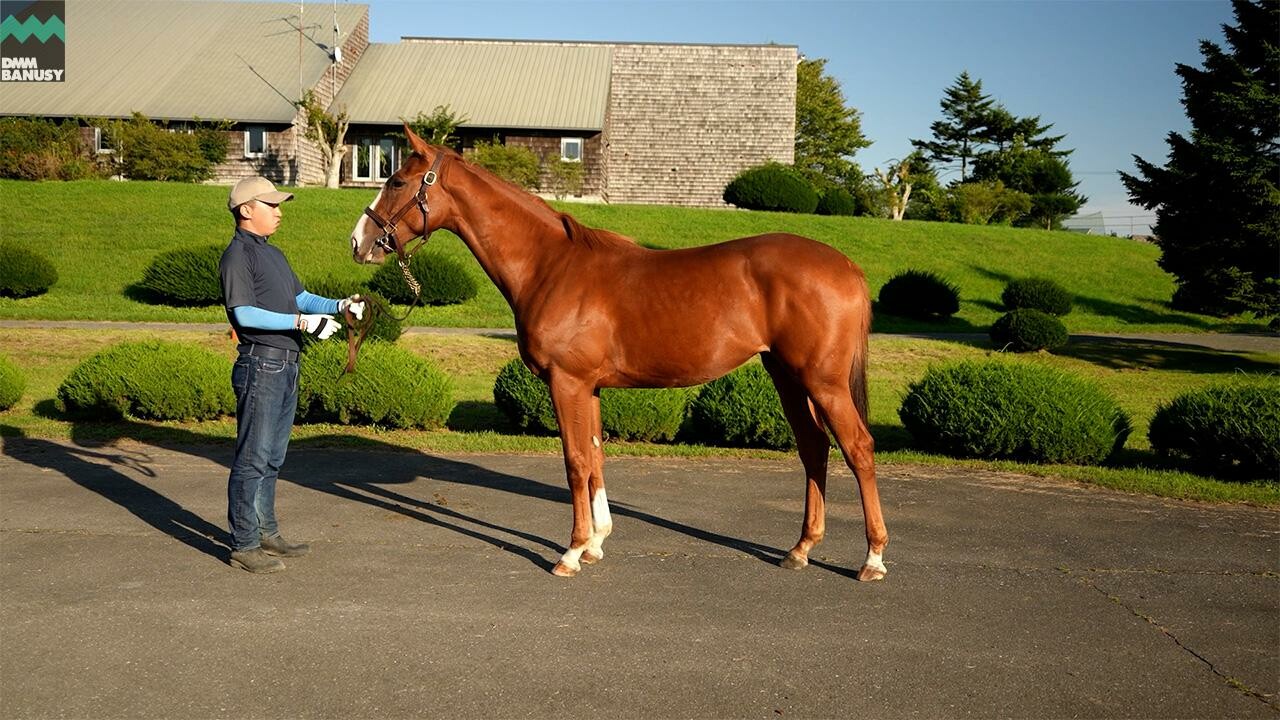 シンハリング2024 2025/9/8撮影：ファンタストクラブ・木村牧場現地視察