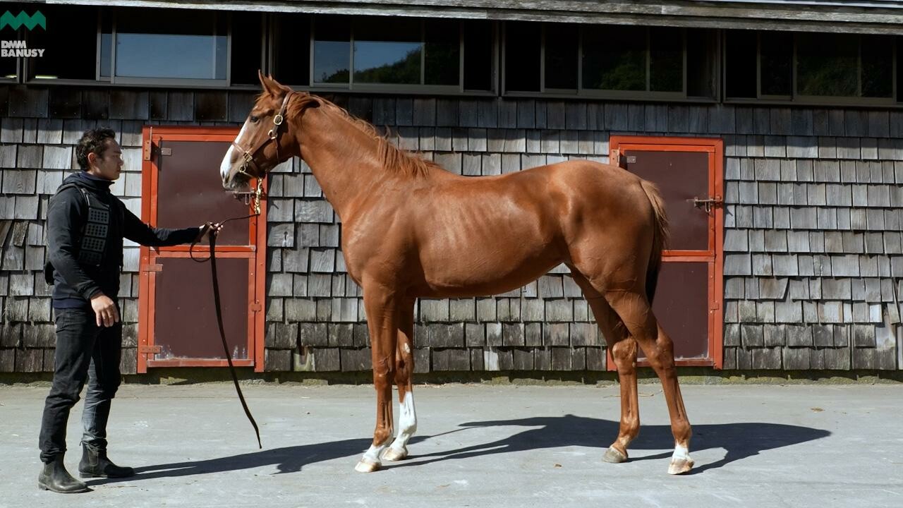 シンハリング2024 2025/10/6撮影：ファンタストクラブ・木村牧場現地視察