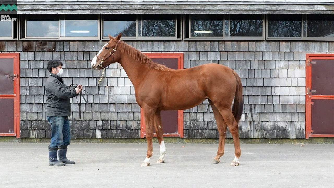 シンハリング2024 2025/11/14撮影：ファンタストクラブ・木村牧場現地視察