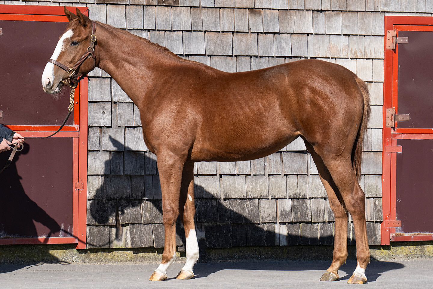 シンハリング2024 写真