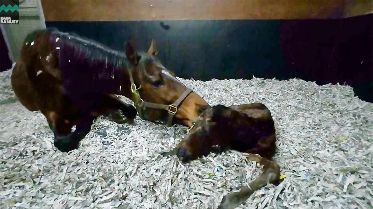 オディオペルデレ 誕生の瞬間