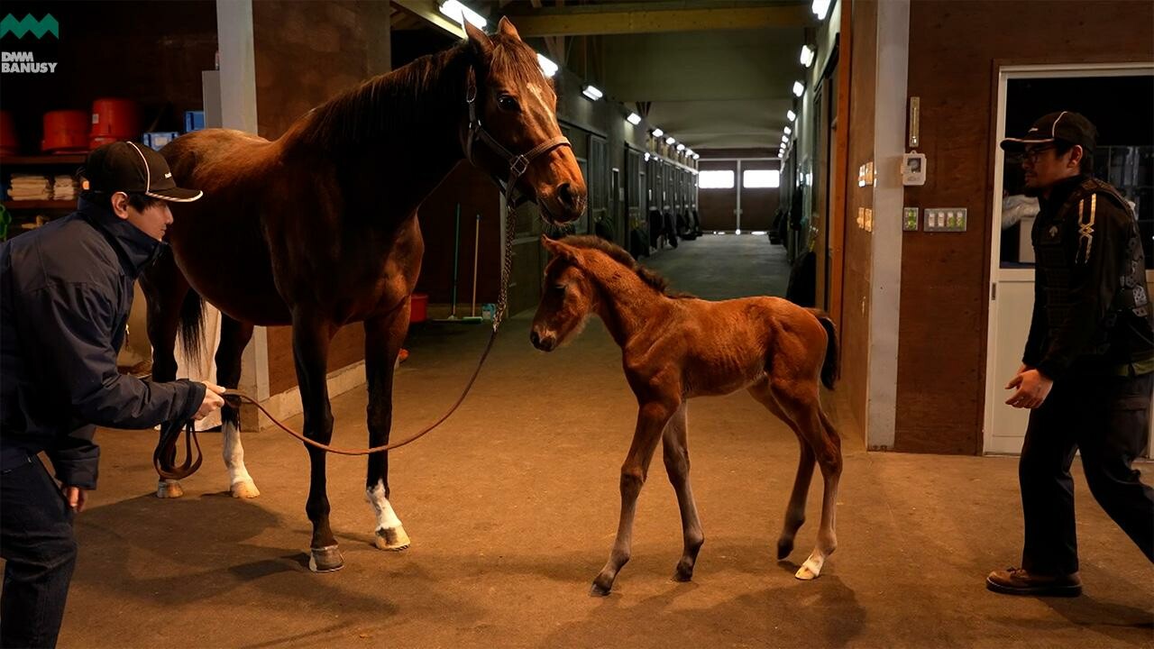オディオペルデレ 母馬との別れ