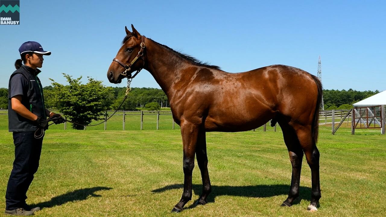 オディオペルデレ 2025/7/24撮影：ノーザンファームYearling 現地視察