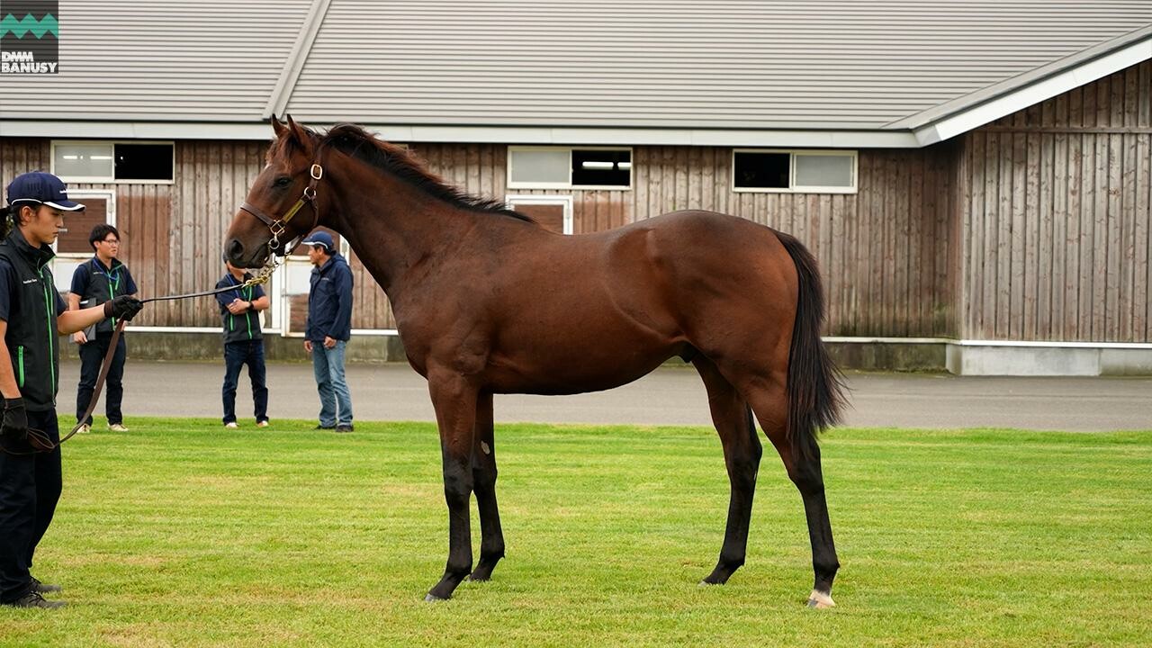 オディオペルデレ 2025/9/9撮影：ノーザンファーム現地視察