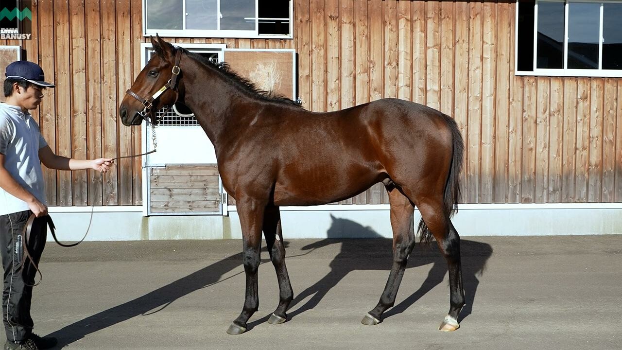 オディオペルデレ 2025/10/6撮影：ノーザンファーム現地視察