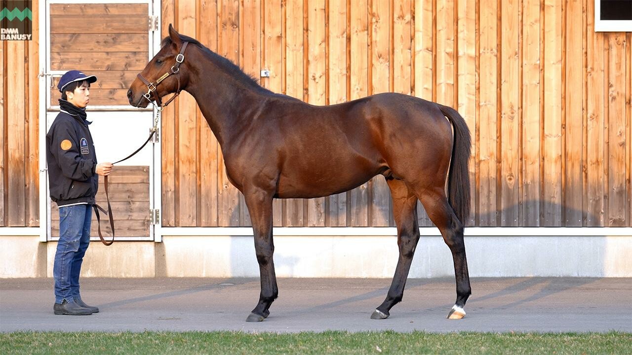 オディオペルデレ 2025/11/6撮影：ノーザンファーム現地視察