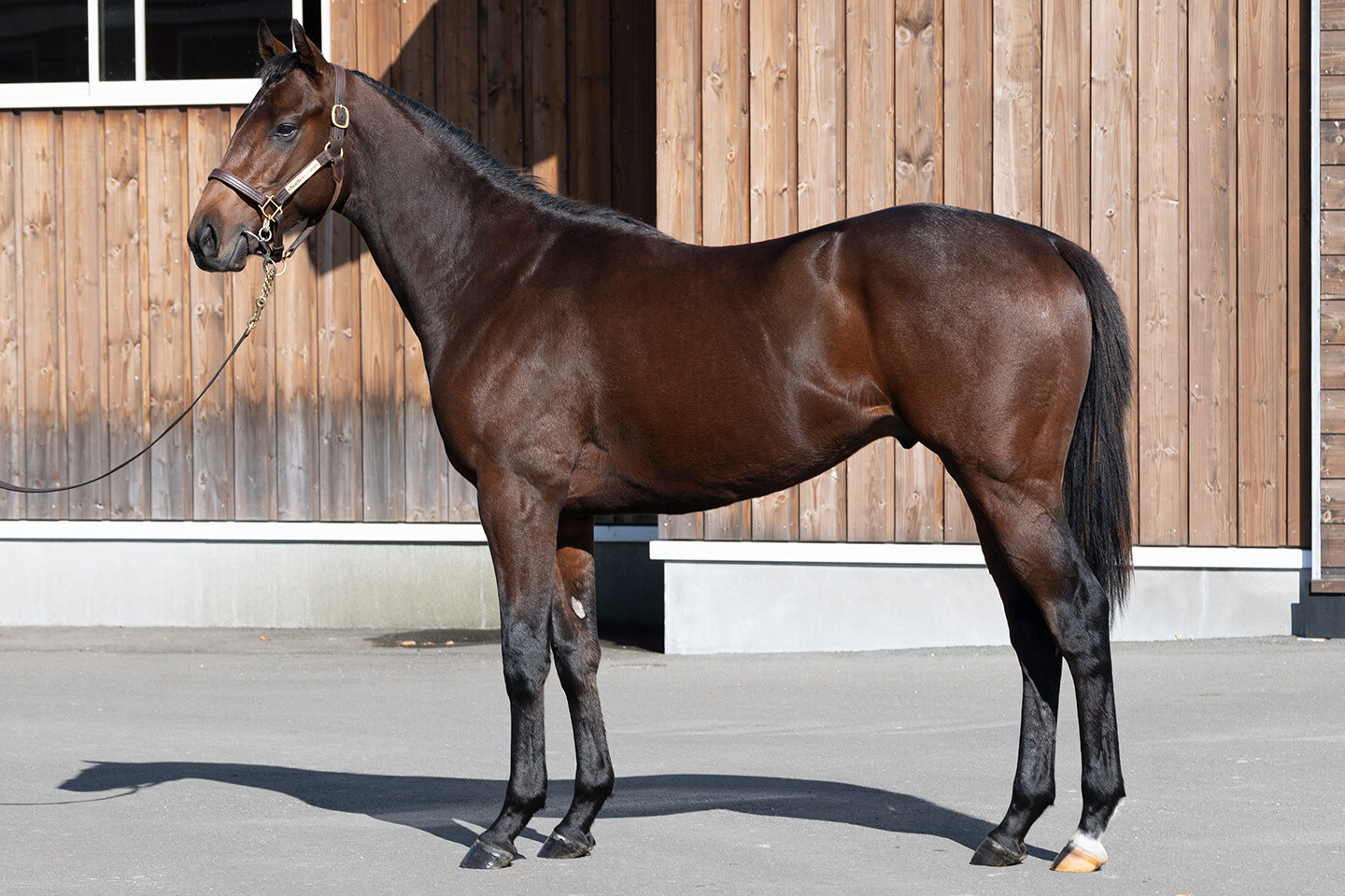 オディオペルデレ 馬体フォト 2025/10/24