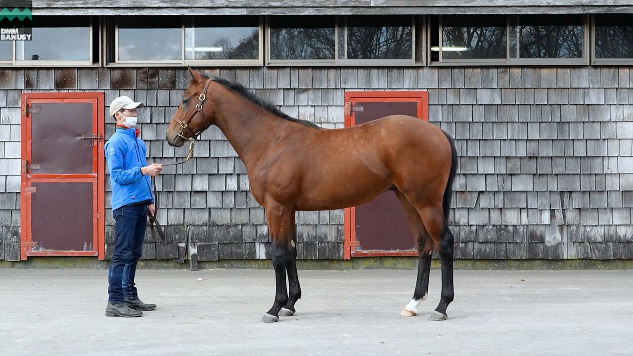 アイワナビリーヴ2024 2025/11/14撮影：ファンタストクラブ・木村牧場現地視察
