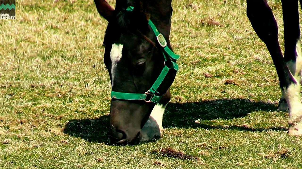 ファイナルドリーム2024 PV2025