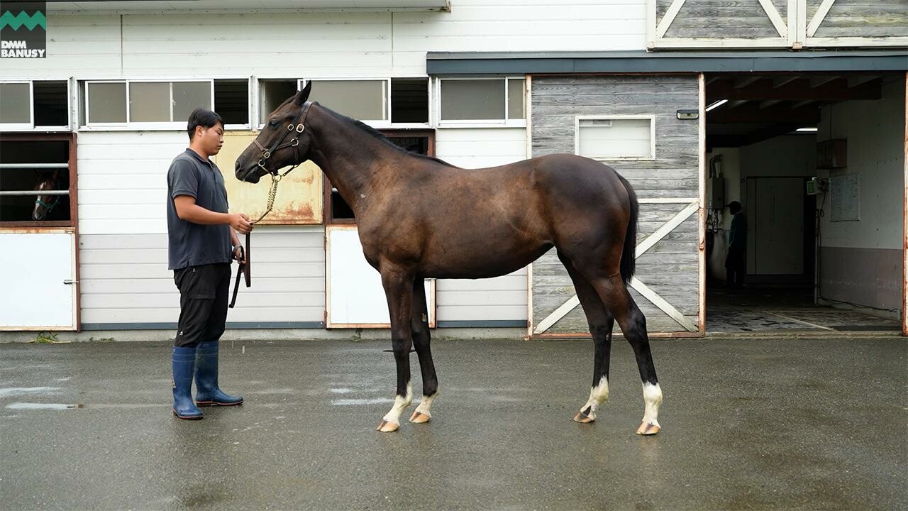 ファイナルドリーム2024 2025/8/15撮影：辻牧場現地視察