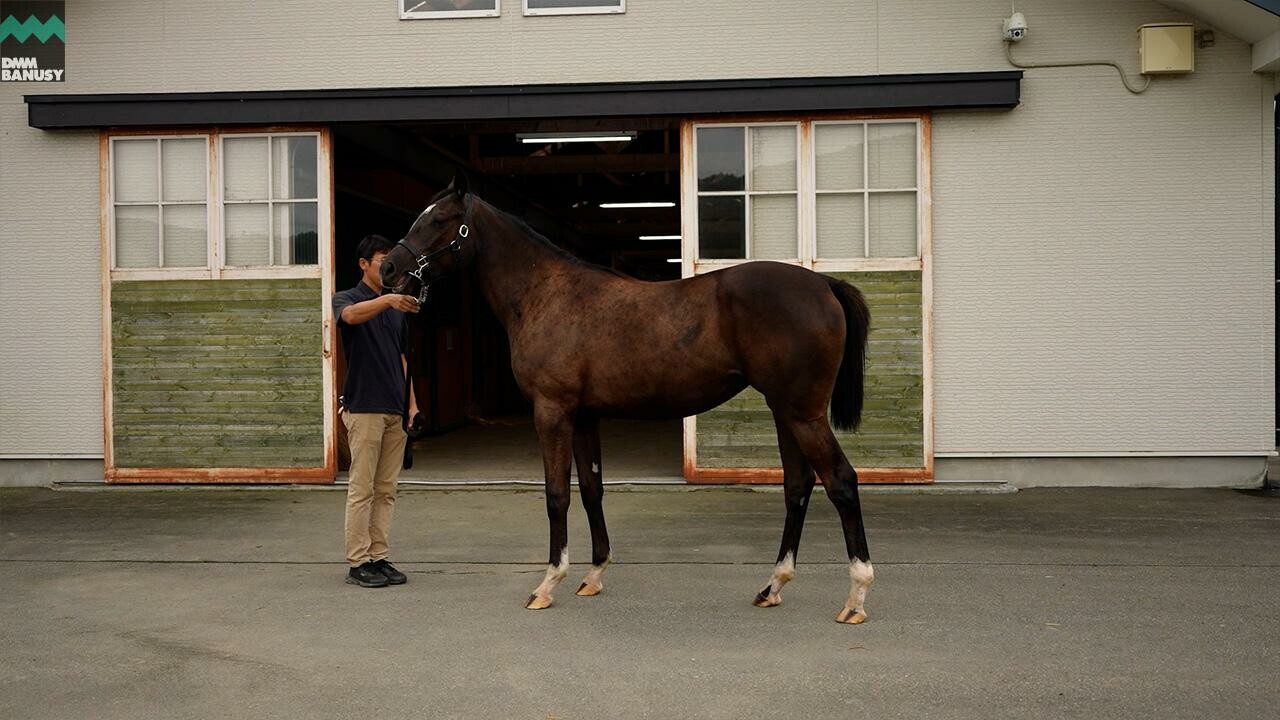 ファイナルドリーム2024 2025/9/9撮影：辻牧場現地視察