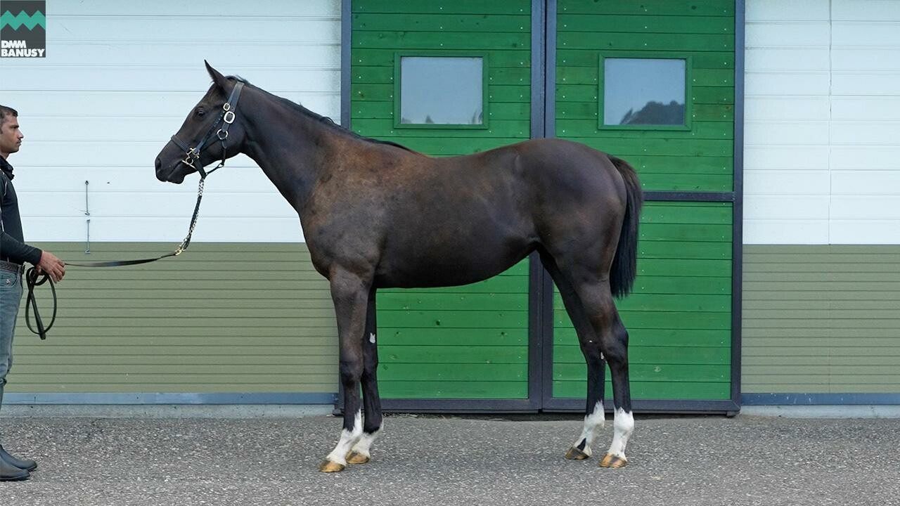 ファイナルドリーム2024 2025/10/6撮影：辻牧場現地視察