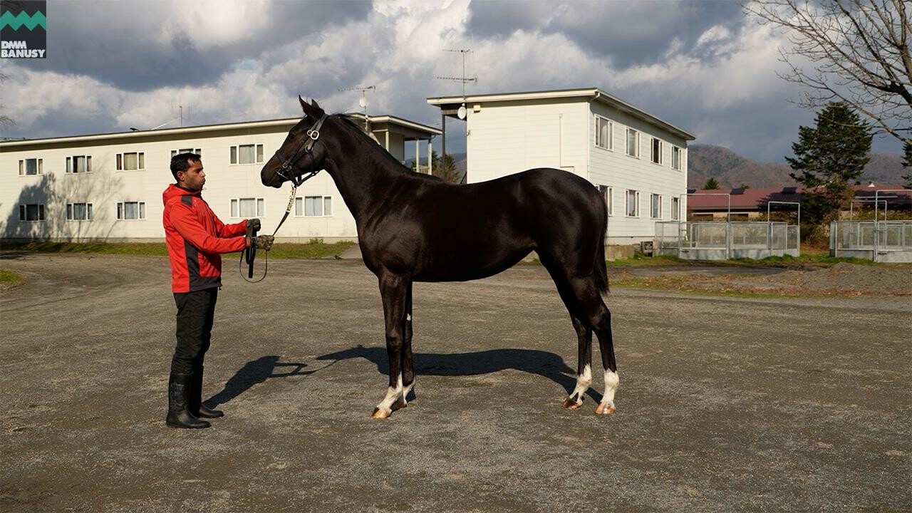ファイナルドリーム2024 2025/11/7撮影： 辻牧場現地視察