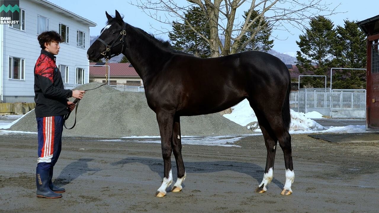 ファイナルドリーム2024 2026/2/5撮影:辻牧場現地視察