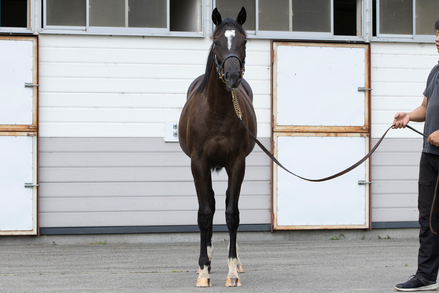 ファイナルドリーム2024 馬体フォト 2025/08/01