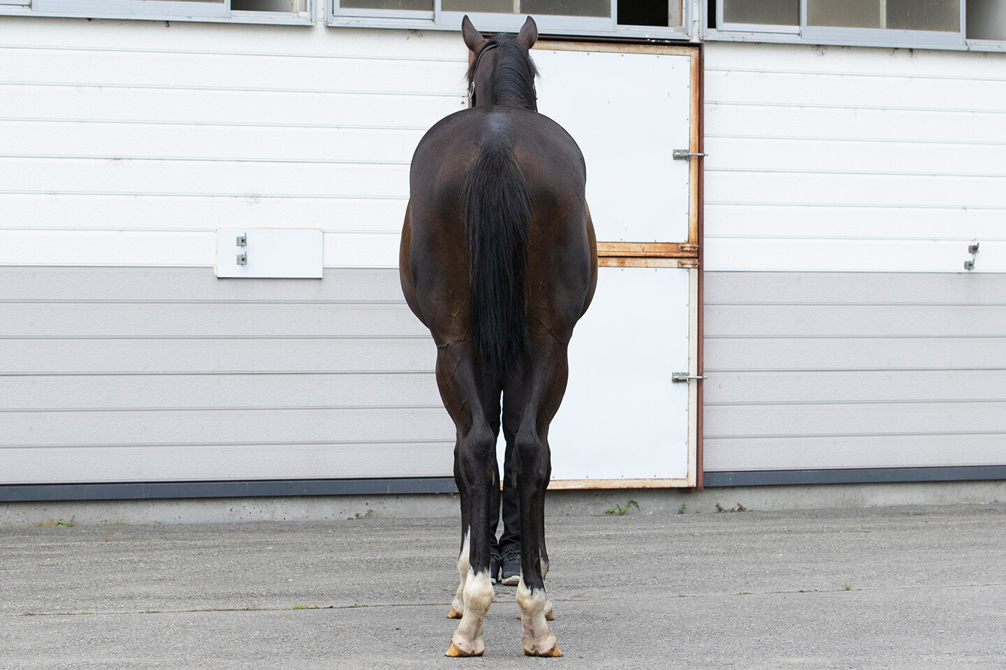 ファイナルドリーム2024 馬体フォト 2025/08/01