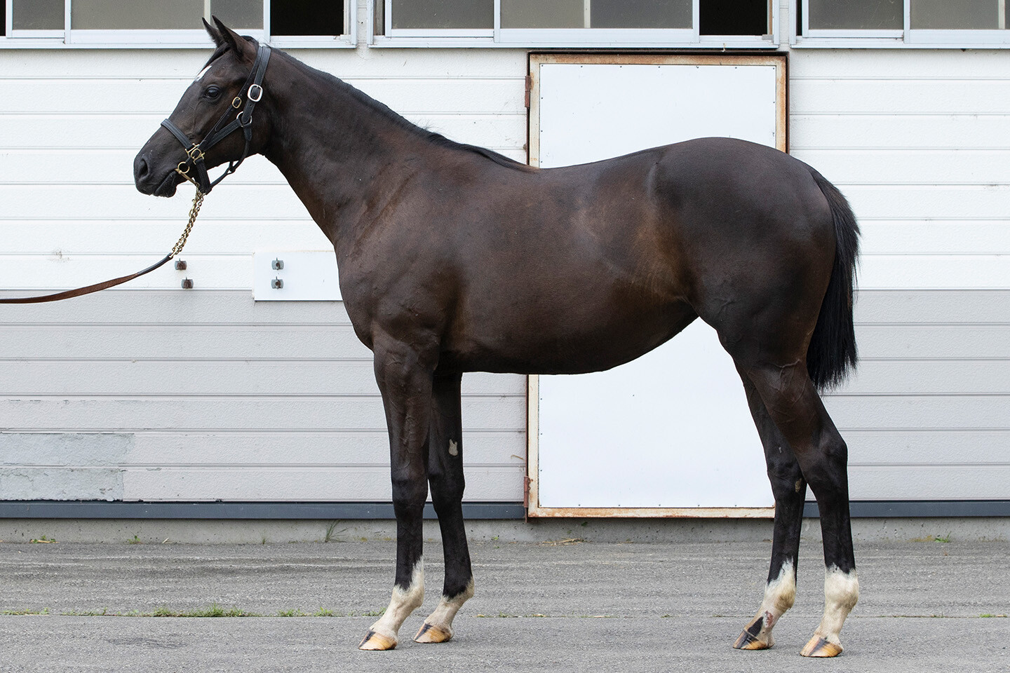 ファイナルドリーム2024 馬体フォト 2025/08/01